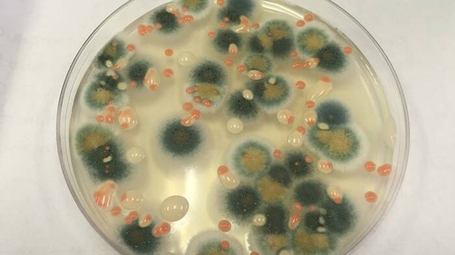 black-fungi