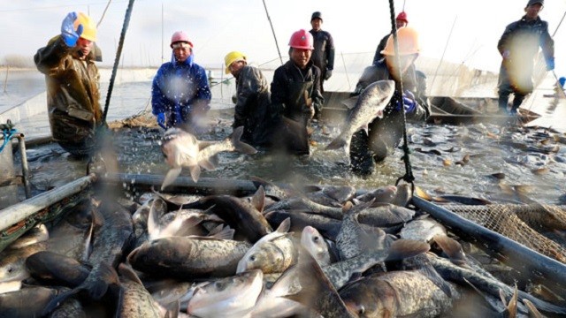 china-fishing-12292017