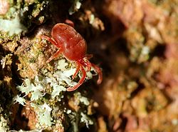 250px-Trombidium_holosericeum_2_Luc_Viatour