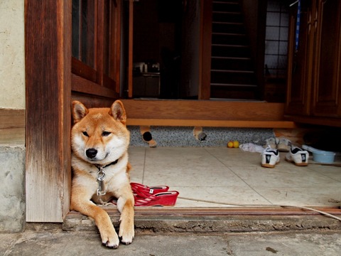 Shiba_inu_at_the_entrance_of_a_house,_-Japan_2010_a