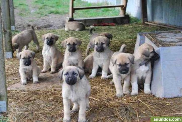 gratis-kangal-turco-cachorro-disponibles-356369-1