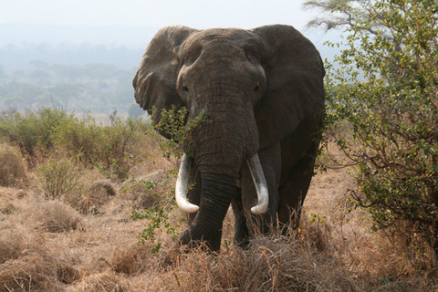 African_bull_elephant_Tanzania