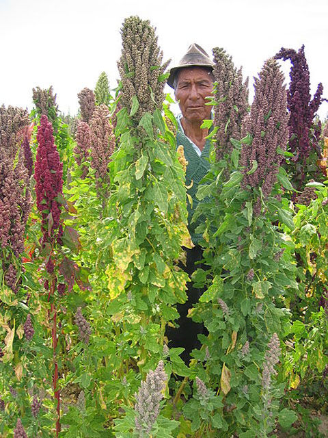 450px-Quinoa_farmer_in_Cachilaya