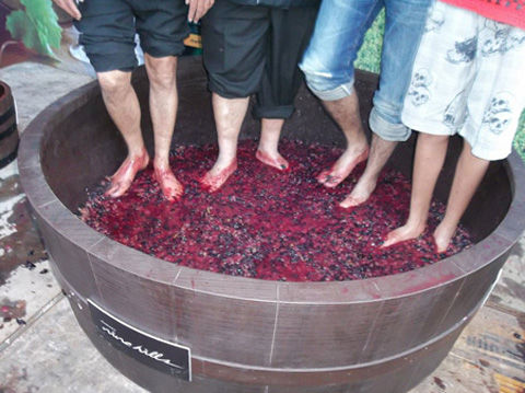 grape-stomping01