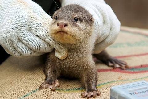 enhanced-buzz-30219-1355856159-1