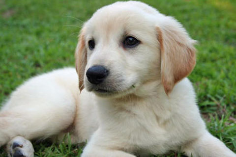 lily-the-golden-retriever_58507_2011-05-20_w450