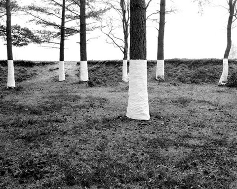Zander Olsen_Tree, Line_009