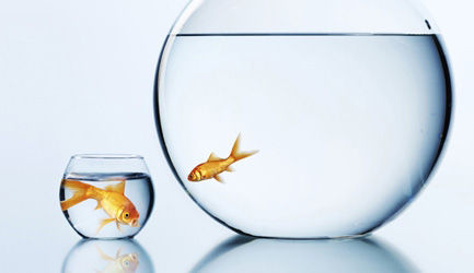 Should-You-Be-a-Big-Fish-in-Two-Ponds