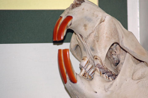 beaver-teeth-leeann-mclane-goetz