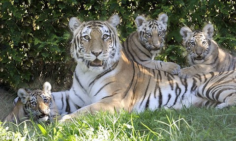 article-2206932-152280AB000005DC-471_634x379