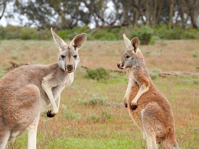 kangaroos-1563624_1280