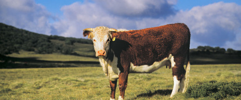 n-AUSTRALIA-BEEF-large570