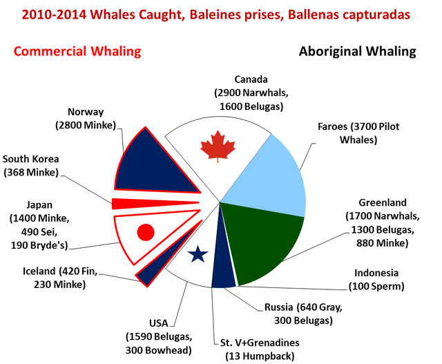 Whales_caught_recently