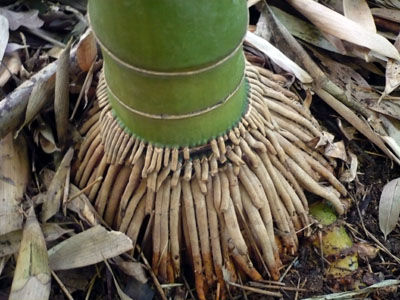 bamboo_root_moso