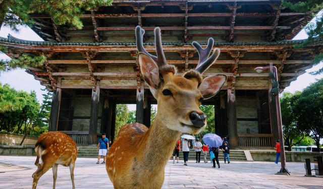 Deer-and-Gate-1024x600