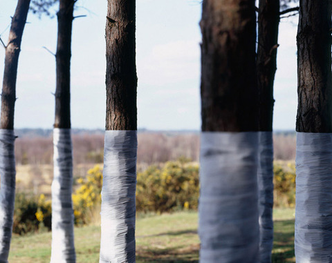 Zander Olsen_Tree, Line_008