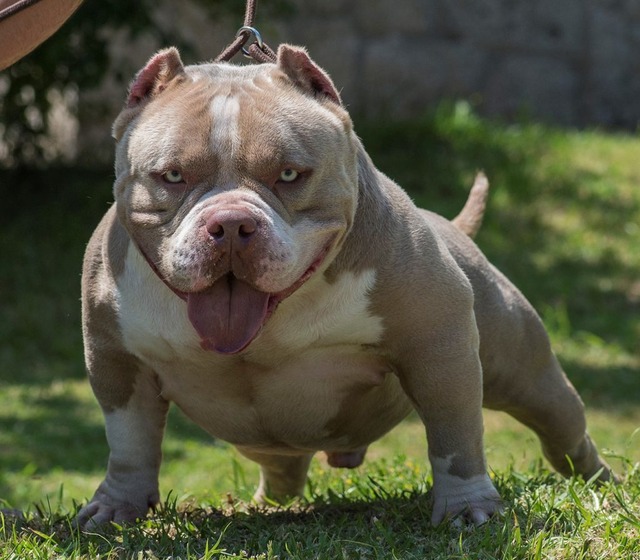 American-Bully-2-1024x896