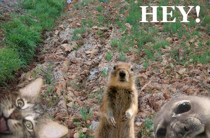 i-can-see-a-seal-as-well-25205-1280398609-1