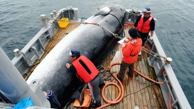 whale-hunt-japan-stewart-261218
