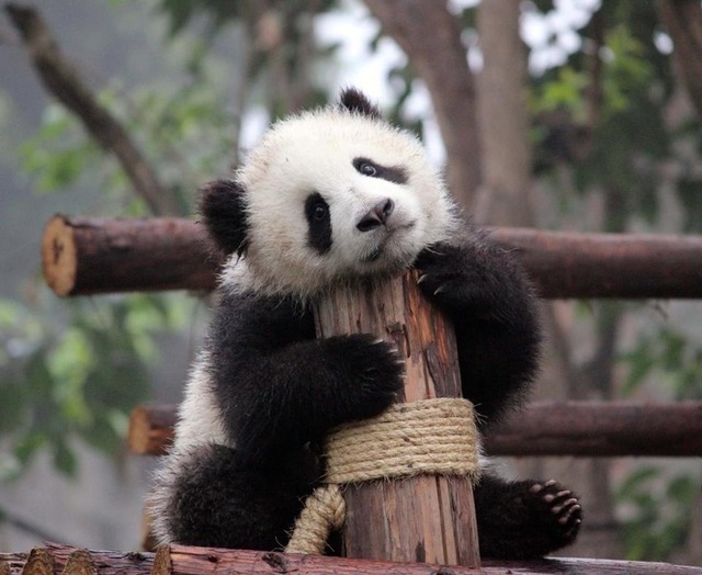 c9746e1fa03d3555fb49ef226f714d06--panda-bears-pandas