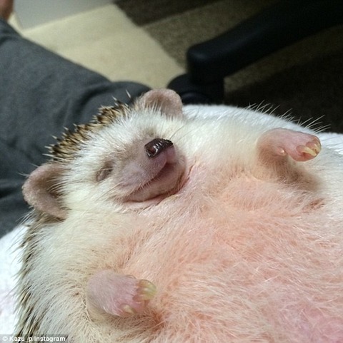 2C726B0500000578-3239311-image-a-7_1442543505755