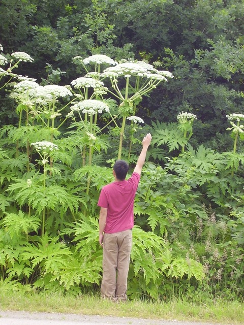 Giant_hogweed010_Barker_1