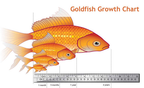 goldfish_size_chart