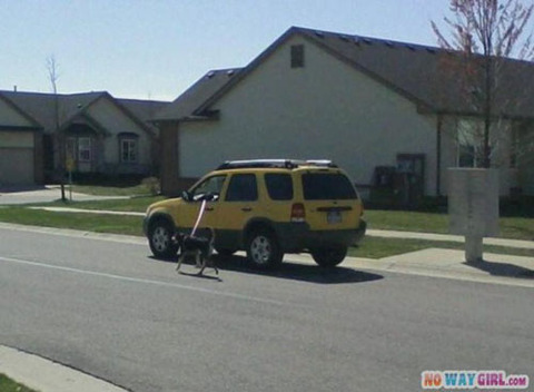 lazy-level-dog-walk-truck