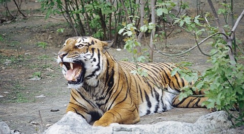 Man-mauled-to-death-by-Tiger-in-China-zoo-e1485694471436