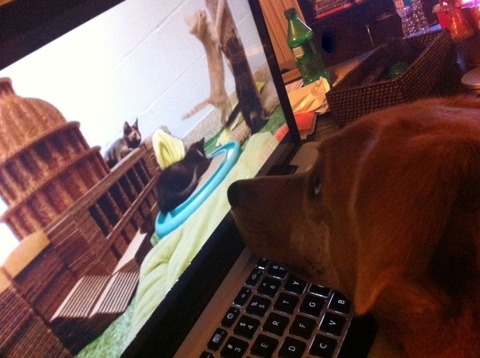 enhanced-buzz-wide-19024-1348844150-5