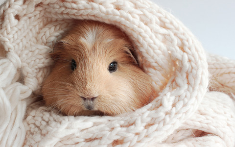 guinea-pig