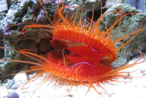 Electric-Flame-Scallop-1
