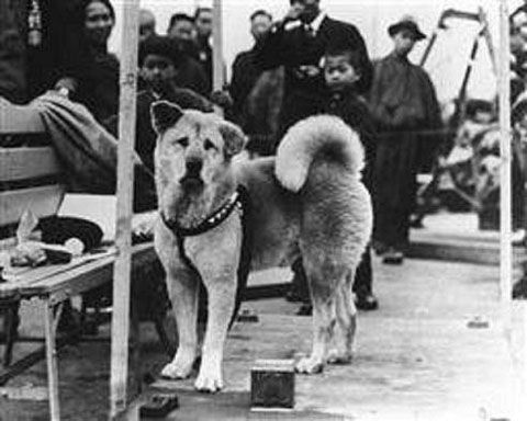 Hachiko+3