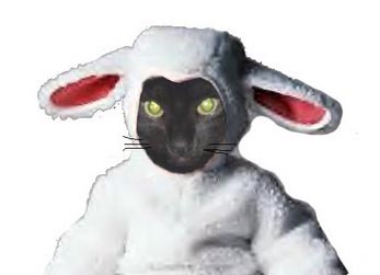 cat-lamb