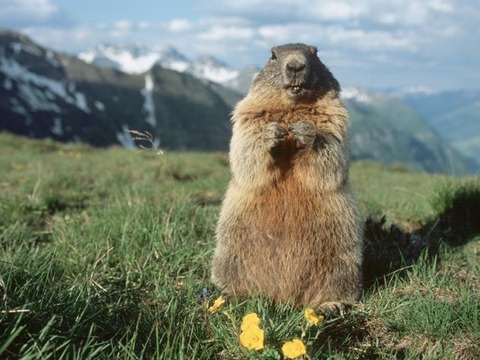 marmot1
