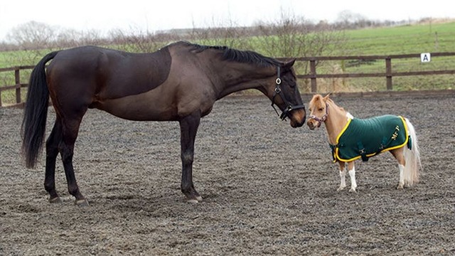 tiny-horses-23