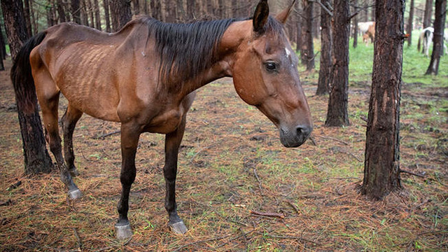 malnourished-horse-camp-county