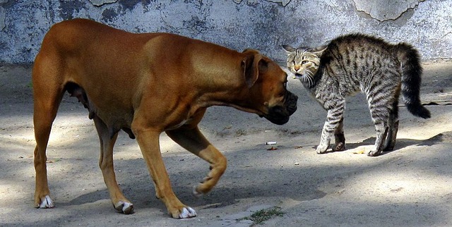 800px-Cat_and_dog_standoff_(3926784260)