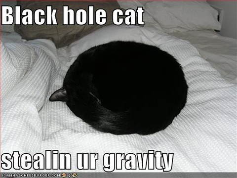 funny-pictures-black-hole-cat-steals-your-gravity