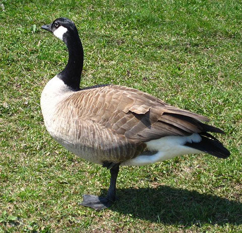 622px-A_Canada_Goose