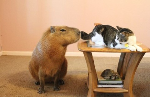 Capybara1