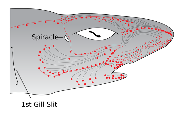 1920px-Electroreceptors_in_a_sharks_head.svg