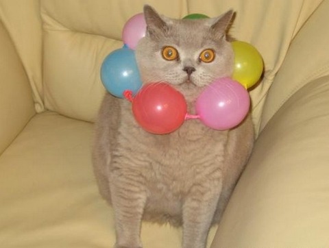 enhanced-buzz-19827-1355852716-1