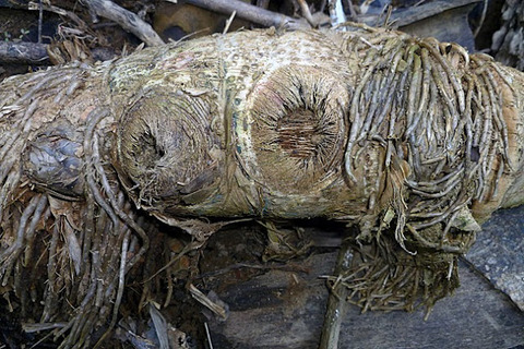zbamboo+root-152