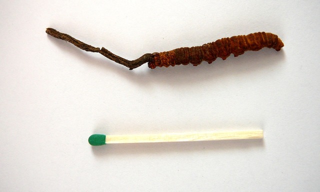 Cordyceps_sinensis