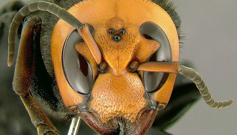 asian-killer-hornet