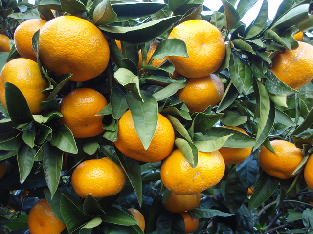 Citrus_unshiu_20101127_c