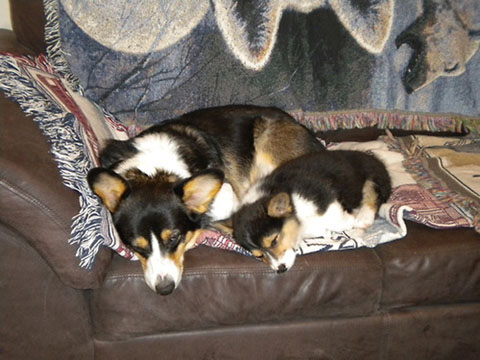 copycatanimalphotos15