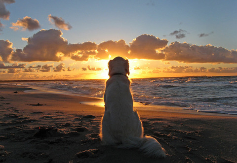 dog-enjoys-a-beautiful-sunset