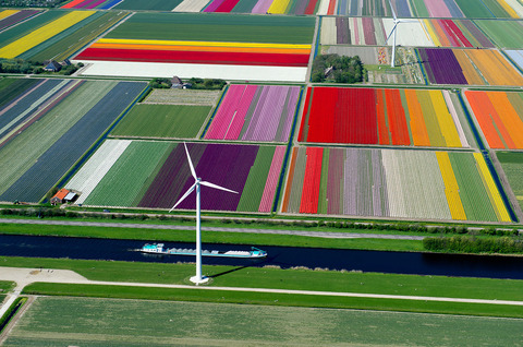 Tulip-Fileds-Noord-Holland